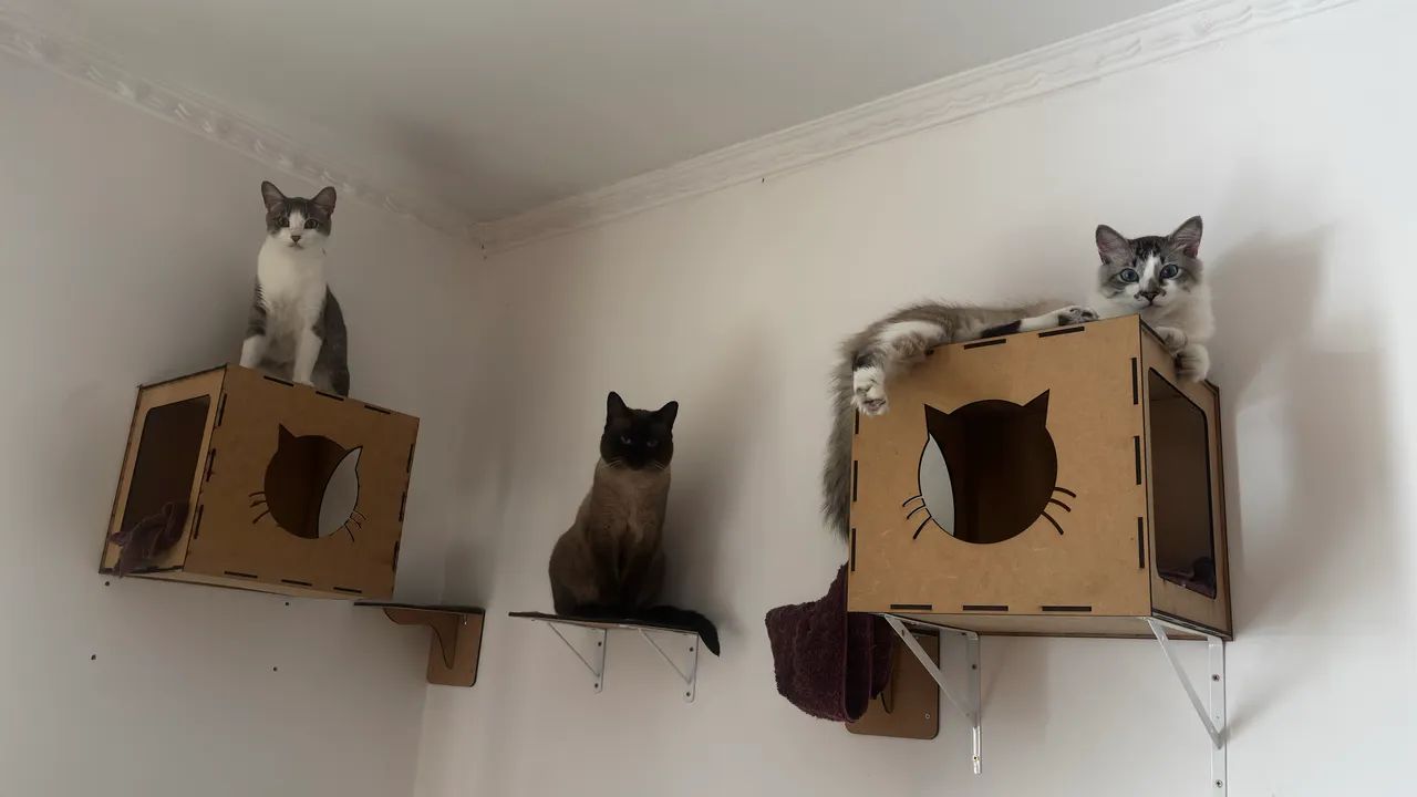 Playground para gatos 