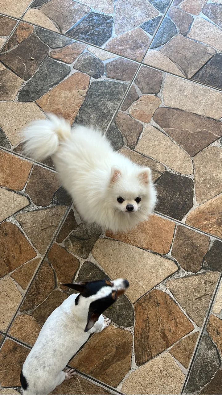 É uma cachorra Spitz 