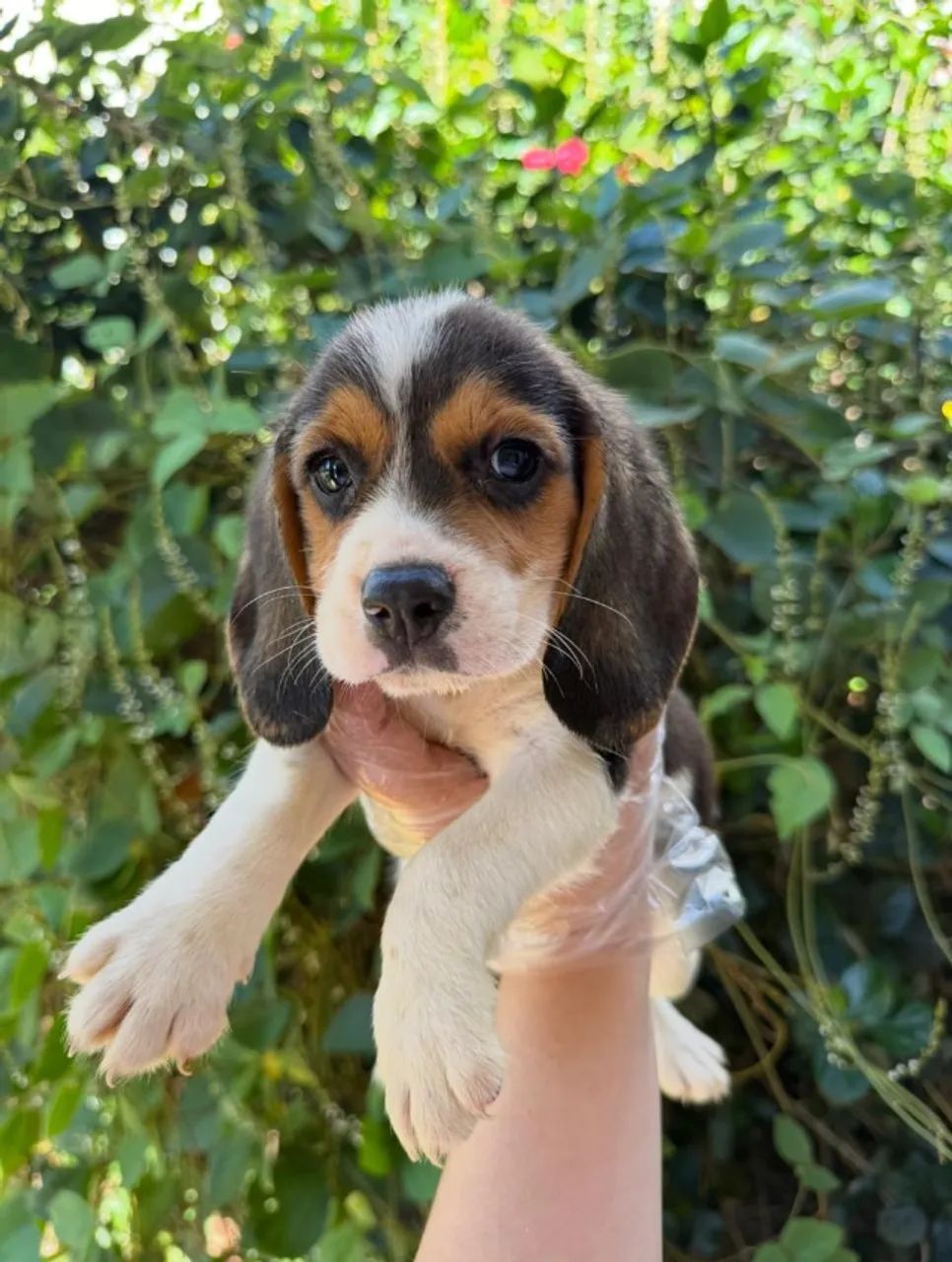 Beagle filhote curioso e aventureiro super saudavel 