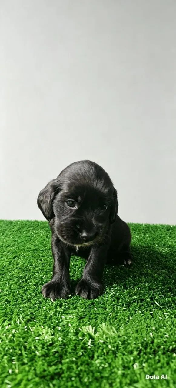 Cocker Spaniel Inglês  - Foto 4
