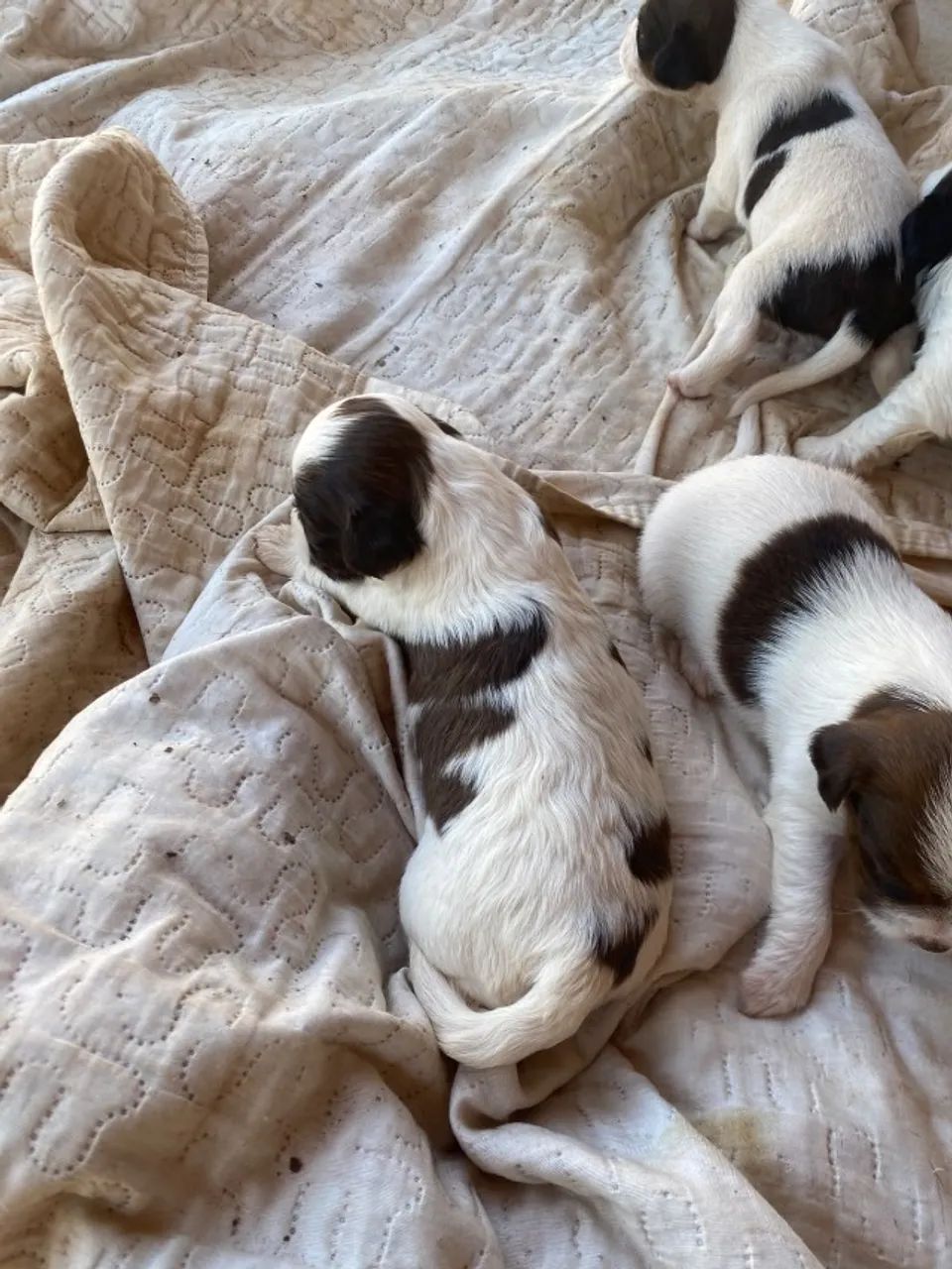 Ninhada Shih Tzu - Foto 2