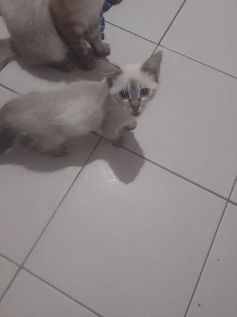 Adoção de gatos
