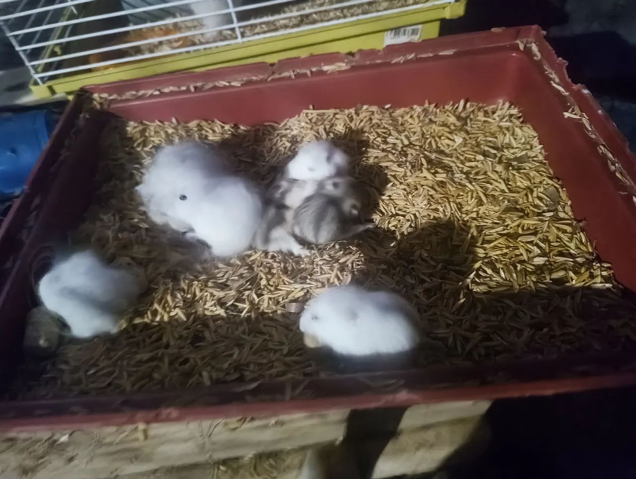 Hamster anão russo  - Foto 2