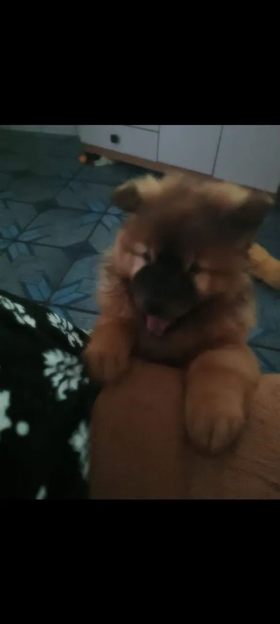 Filhotes Chow Chow Americano  - Foto 5
