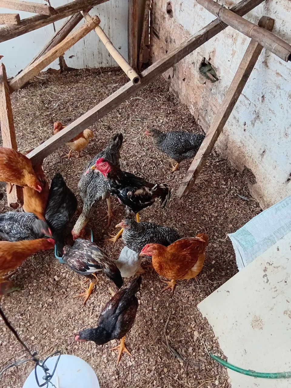 Outros animais  - Foto 4