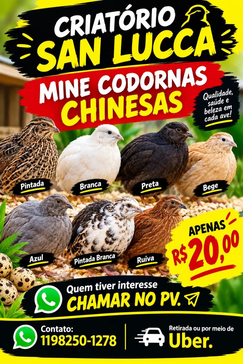 Mine codornas chinesas 