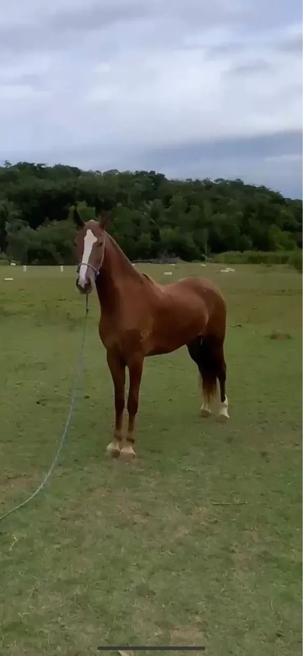 Vendo égua mangalarga marchador - Foto 3