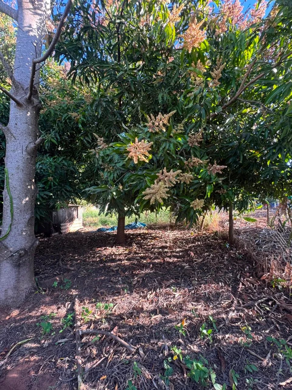 Vendo ou Troco Chácara - Foto 4