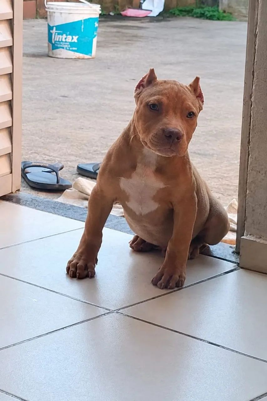 Pit Monsters macho Disponível  - Foto 2