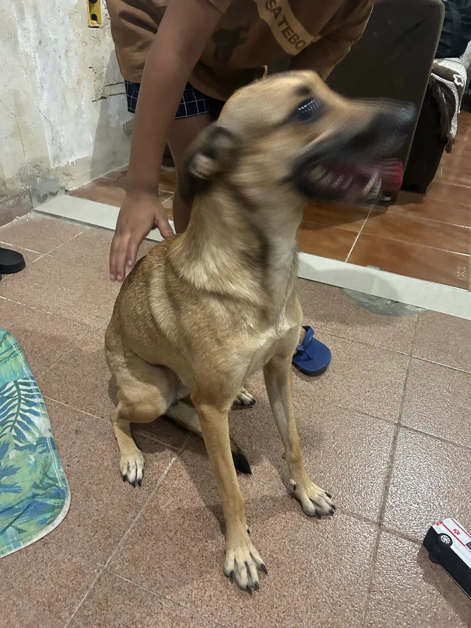 Cachorro  - Foto 2