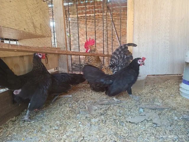 Mini Galizé  - Foto 5