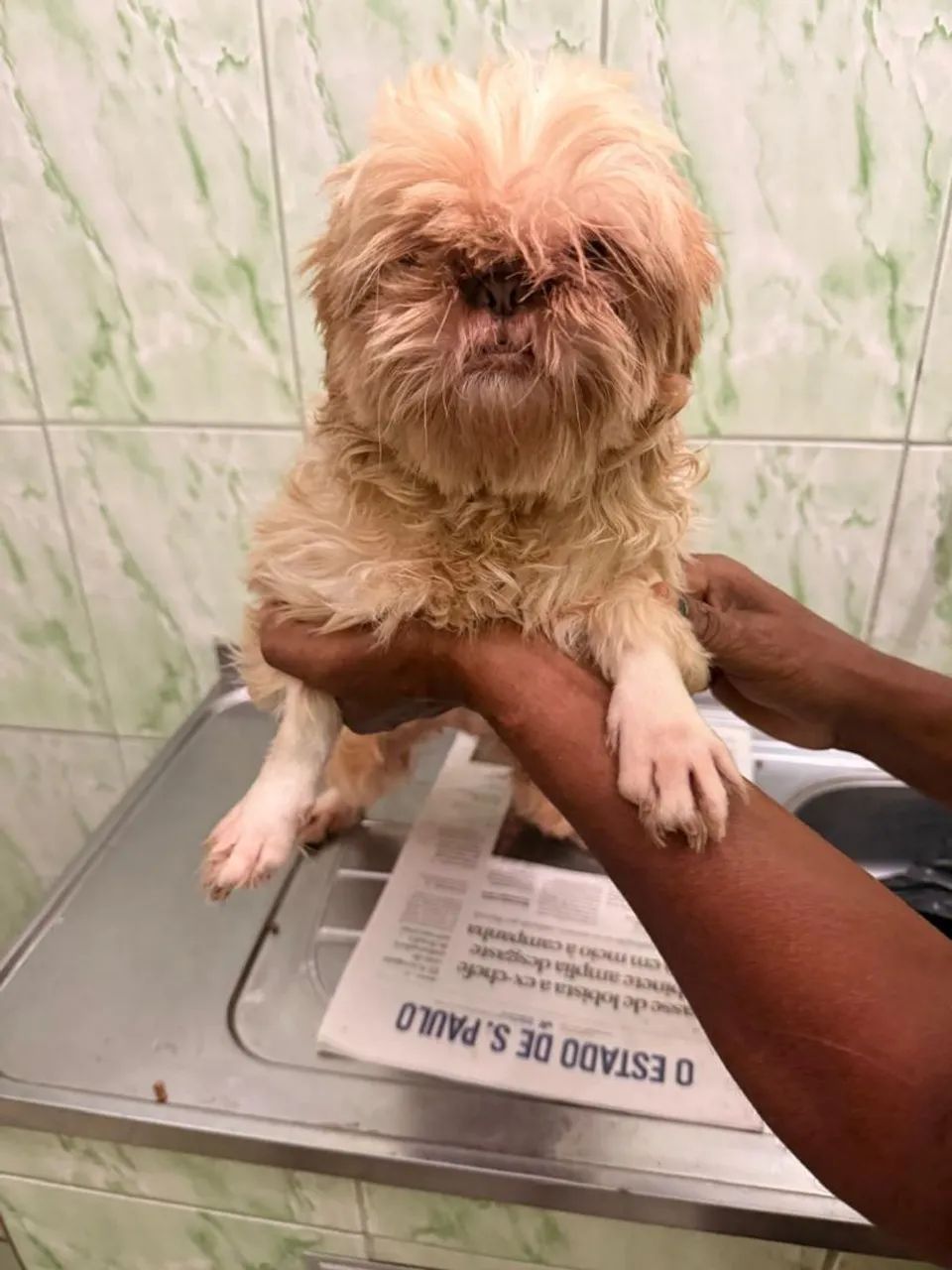 Cachorro  - Foto 3