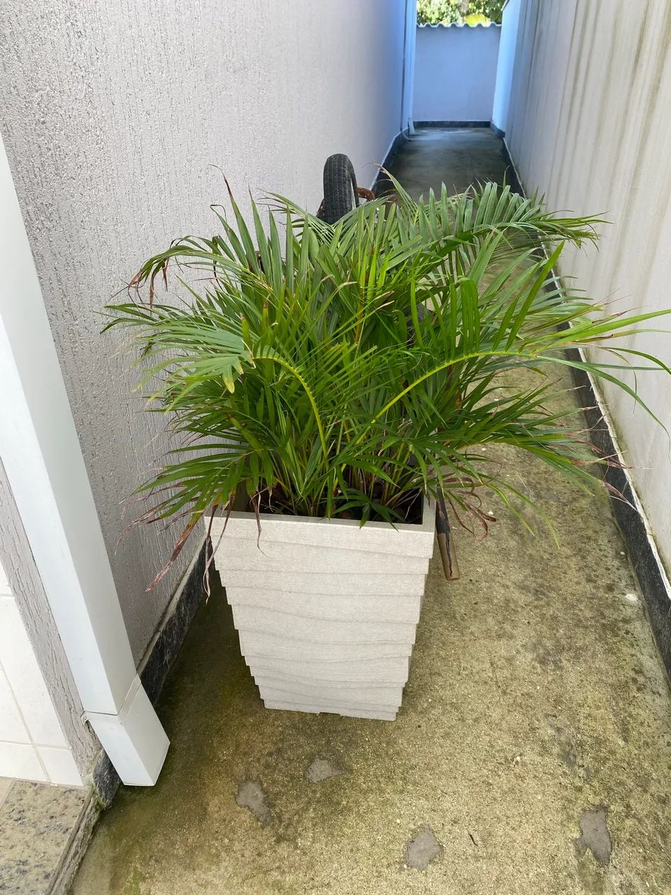 Vaso com Planta Palmeira de interior