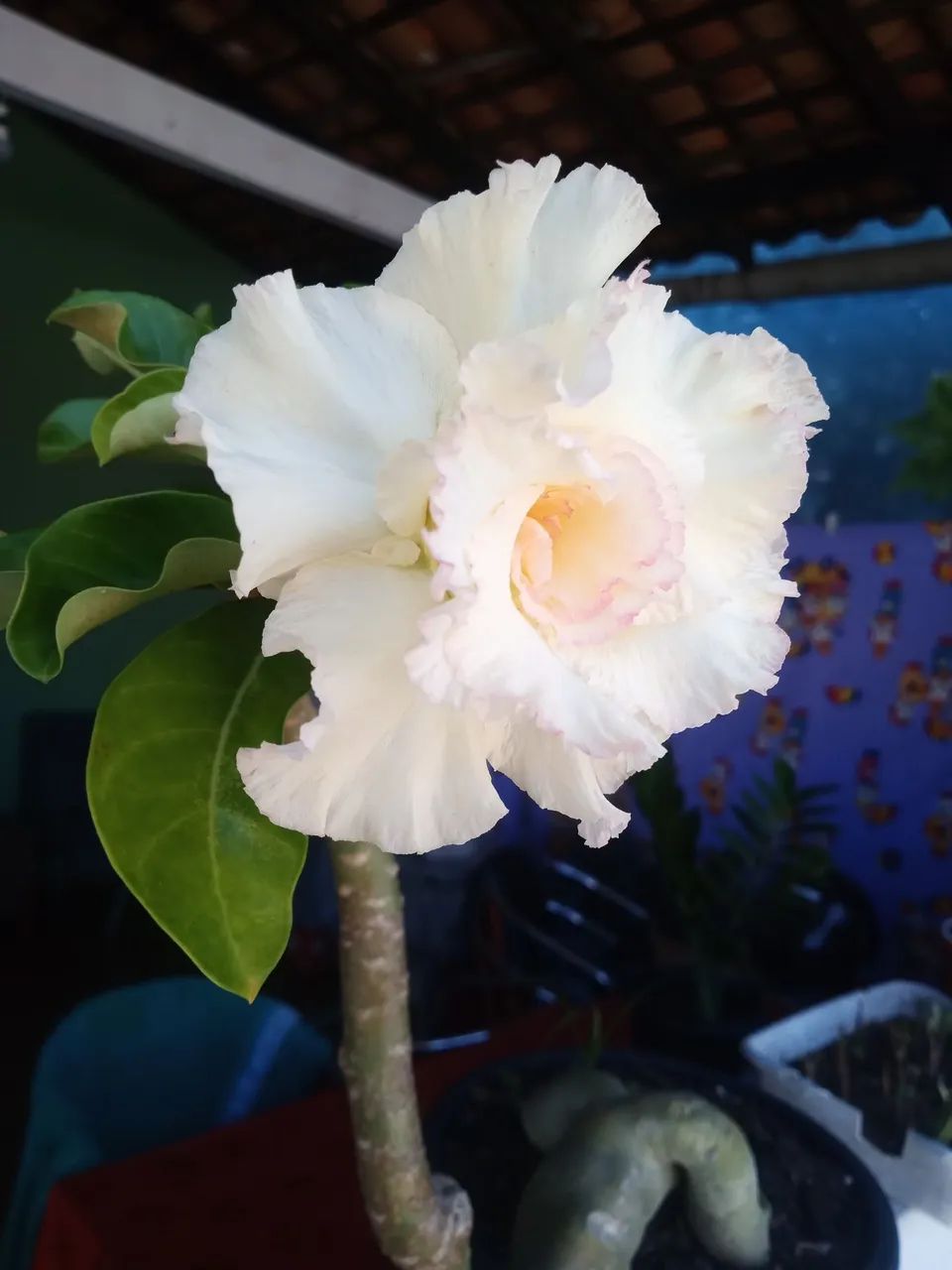 Rosa do deserto - Foto 5