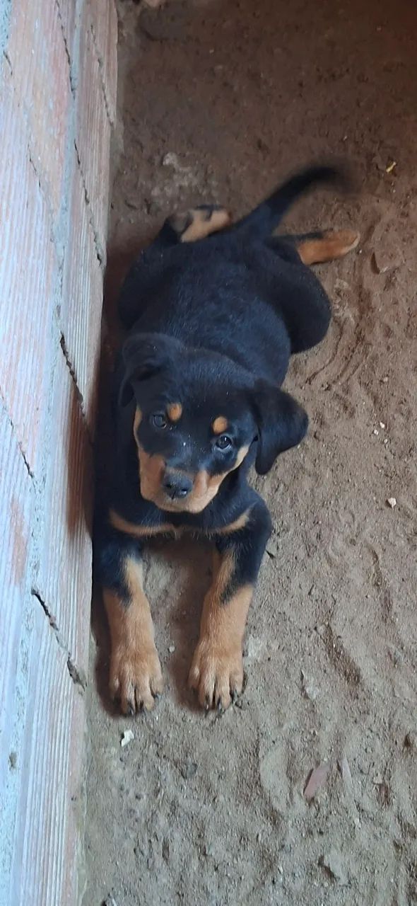 Filhotes de  Rottwalier  - Foto 4