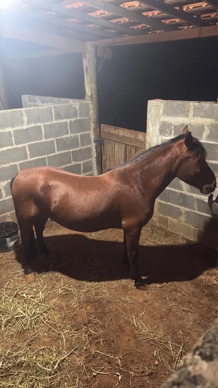 Cavalo Pônei / piquira  - Foto 4