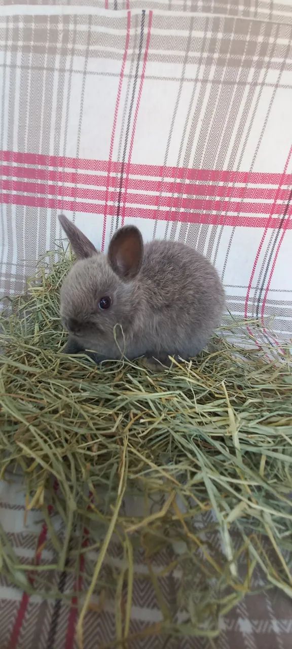 Netherland Dwarf  - Foto 4