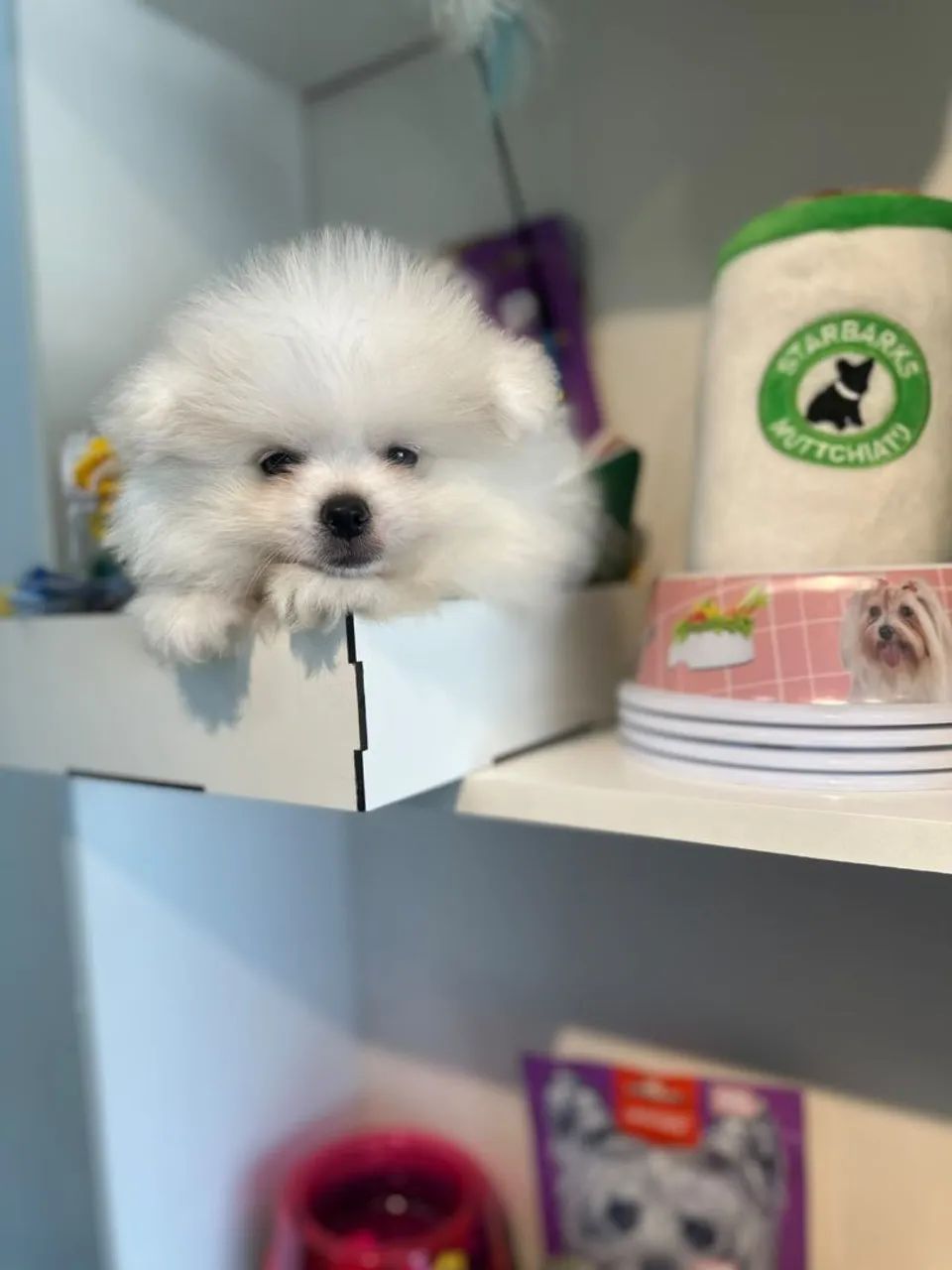 Lindo spitz macho 