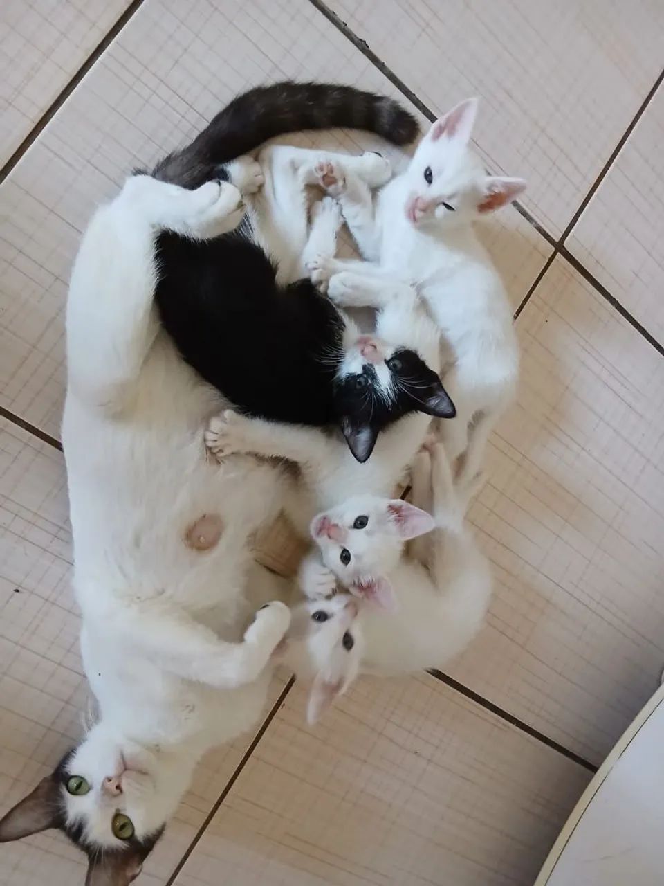 Doação de gatos . - Foto 2