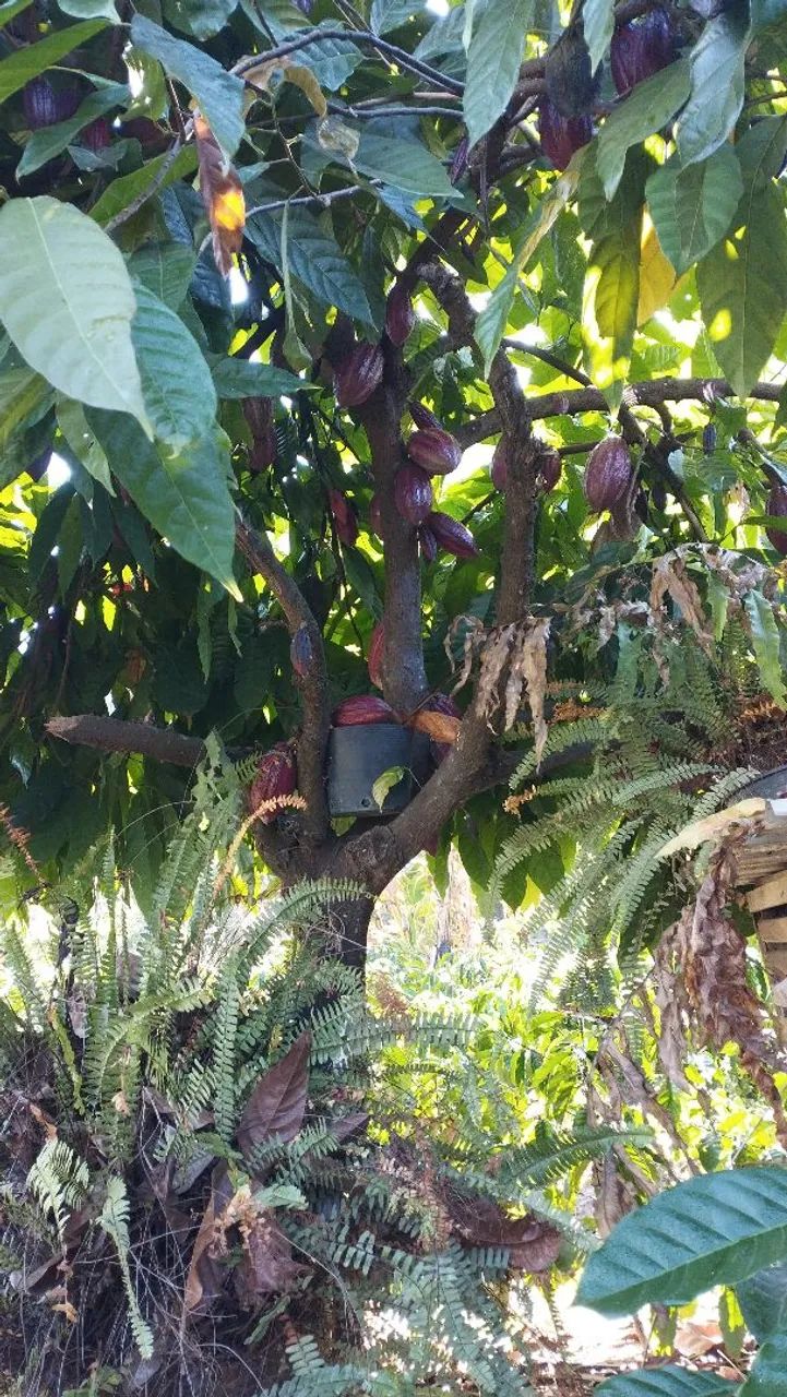 CHÁCARAs a venda em Jerônimo monteiro-ES  - Foto 2