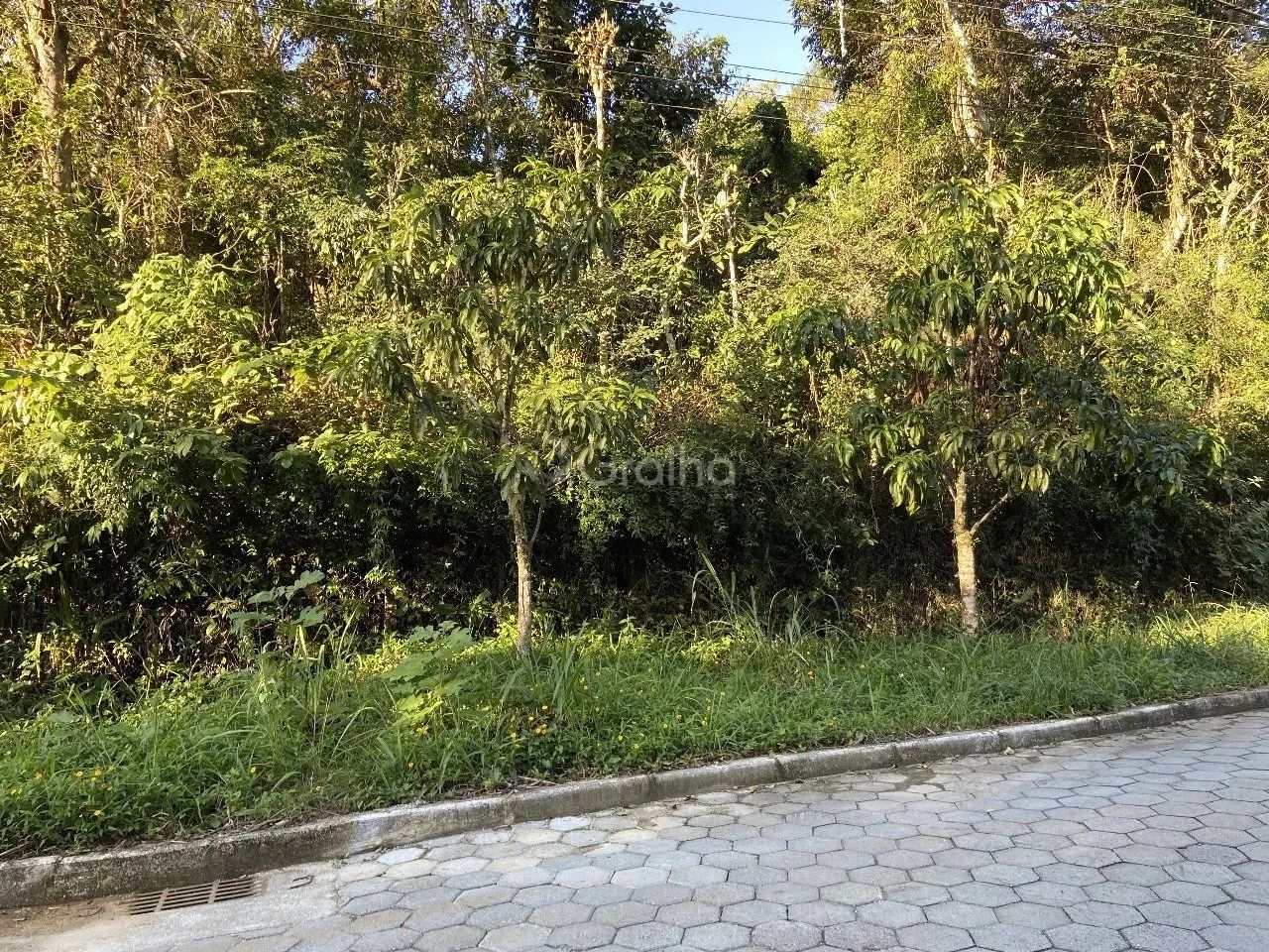 Terreno de 33.000 m² no Pantanal - Foto 2