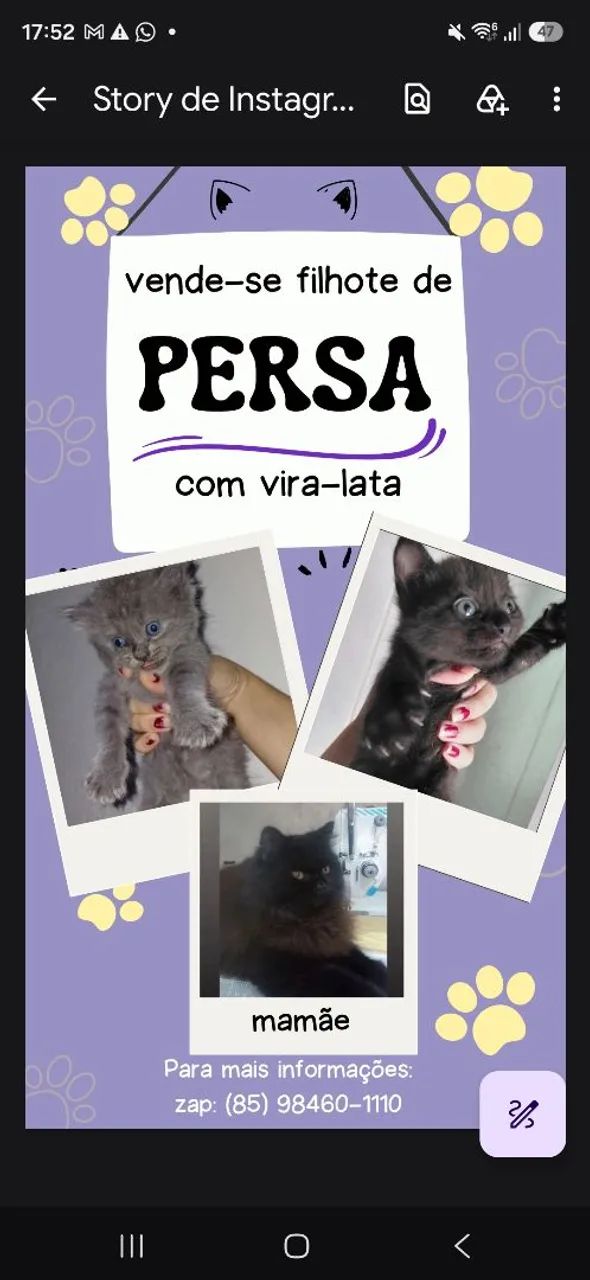 Gatos persas com vira-lata