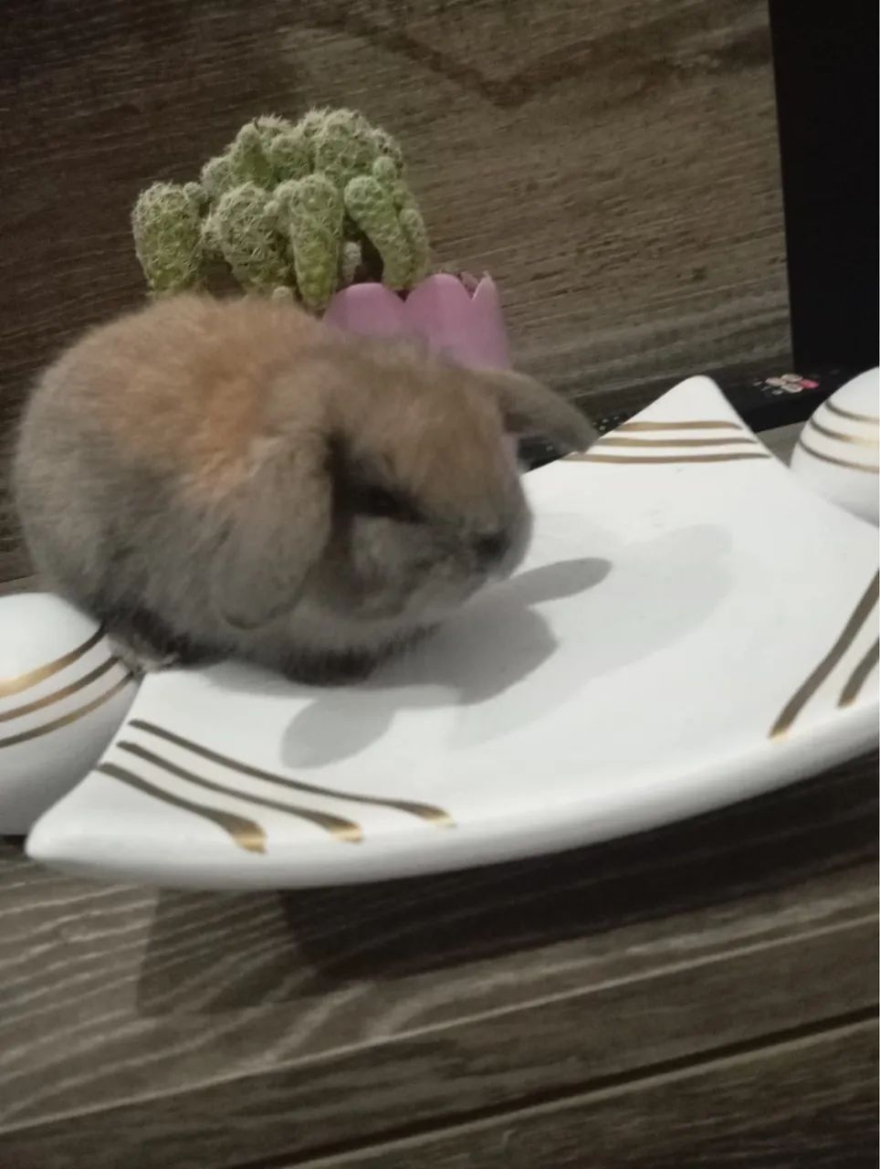 Vende-se Coelhos Mini Lop uruguaiano - Foto 5