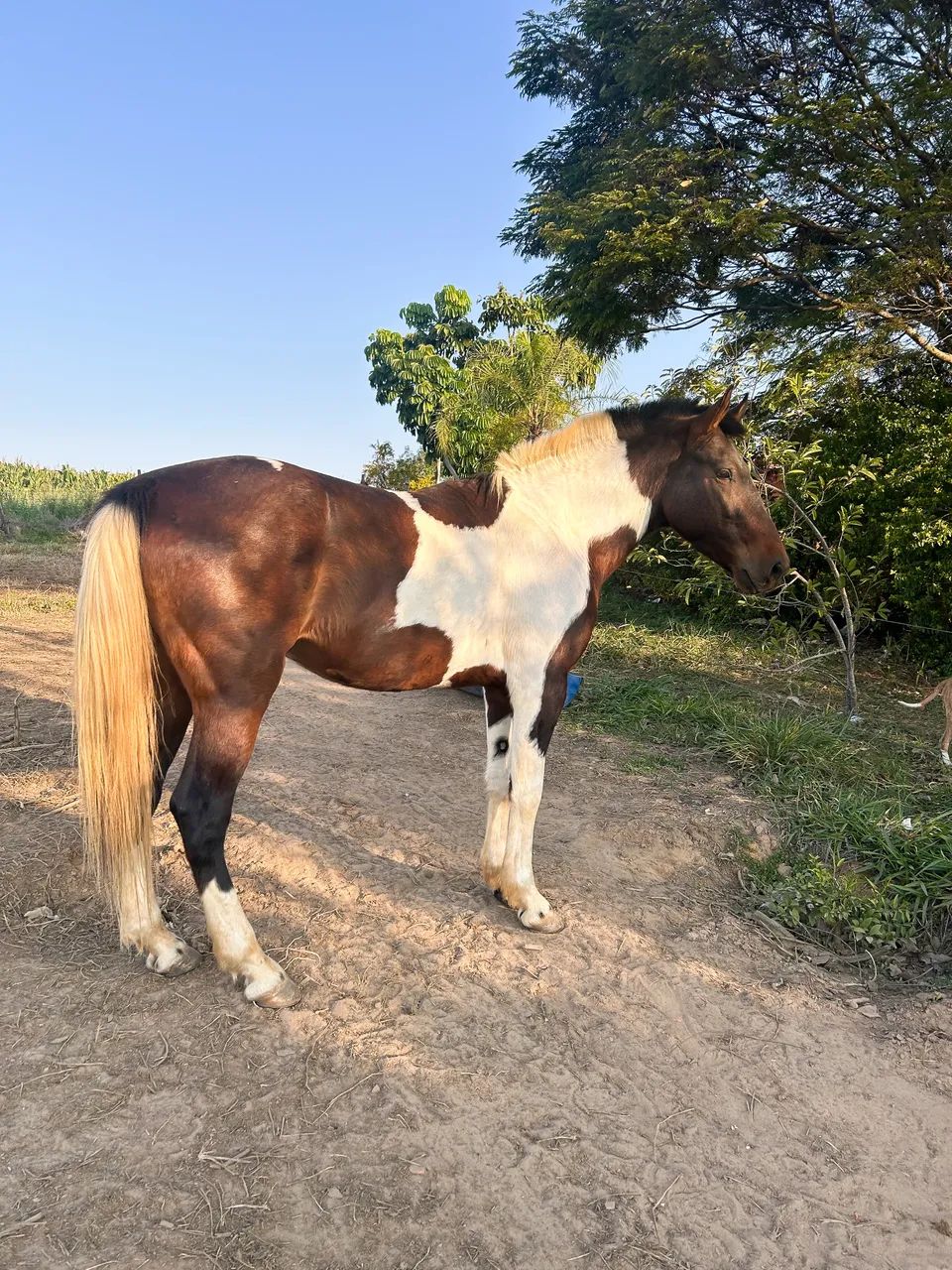 Cavalo garanhão marcha picada  - Foto 2