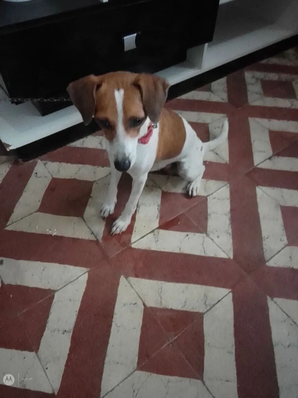 Adote Luna  - Foto 5