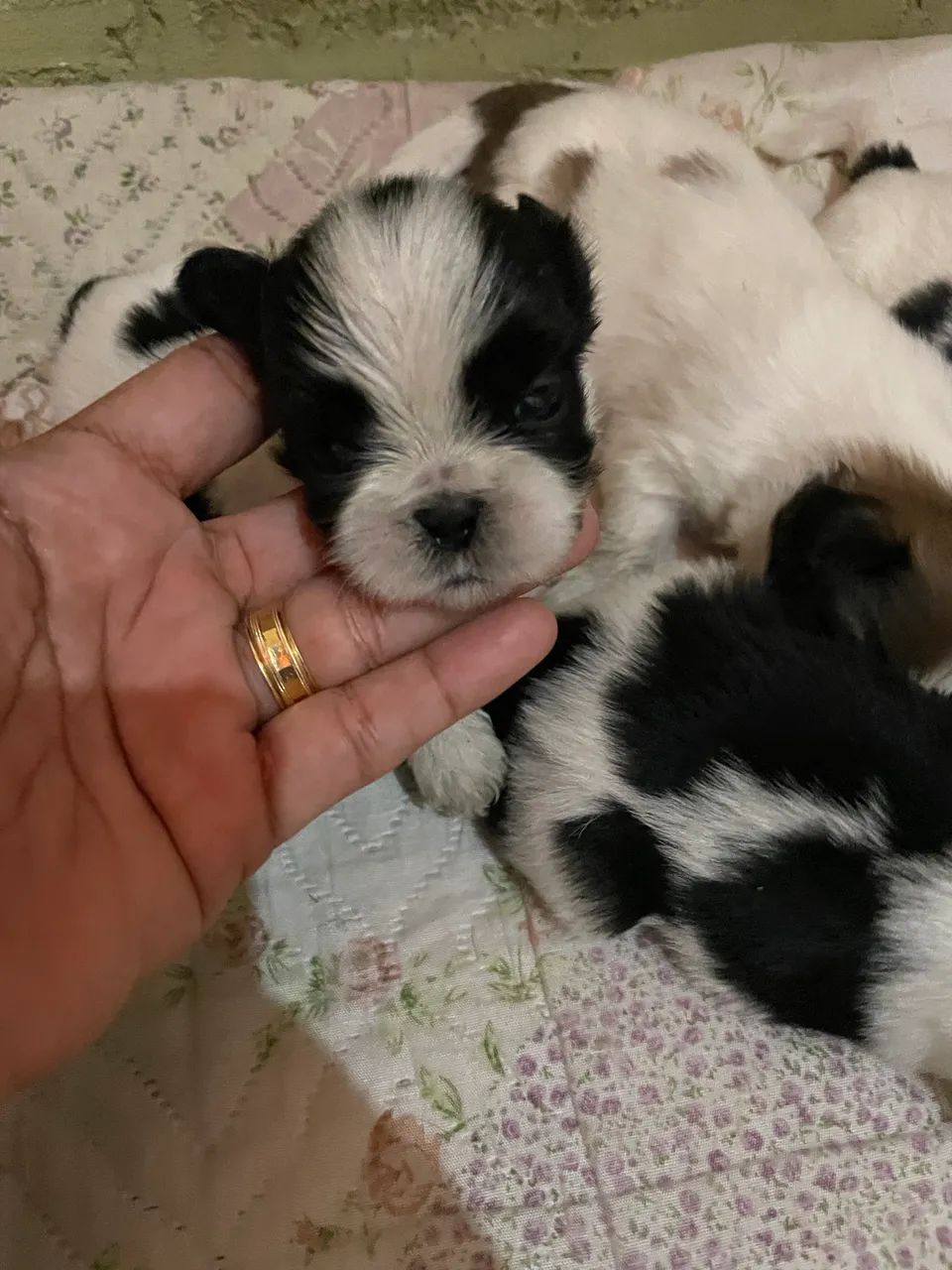 Cachorros raça shitzu. - Foto 4