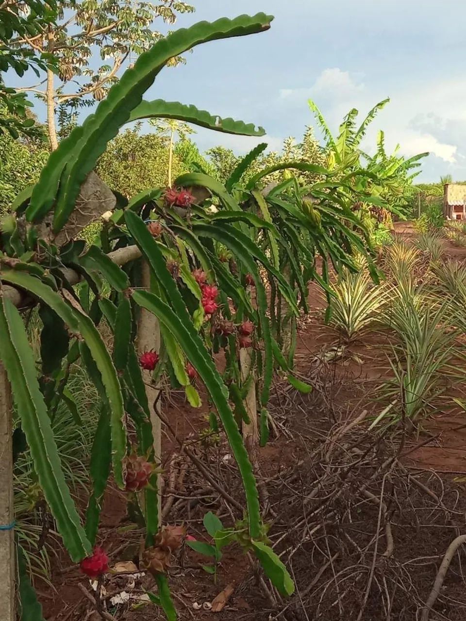 Chácara à venda em Conchal, Esperança III, com 3000 m² - Foto 4