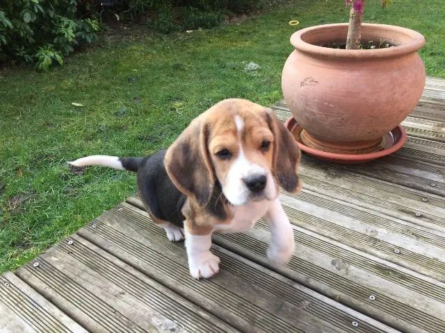 Beagle docil e ativo 