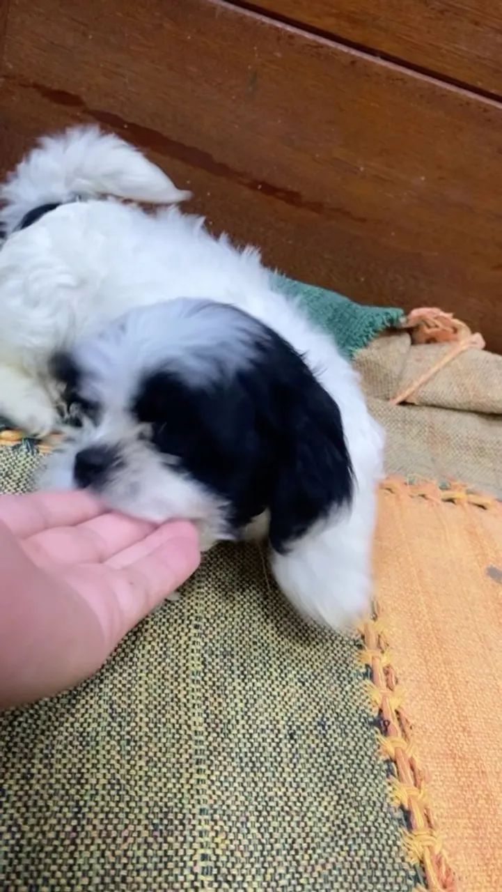 Macho / fêmea shihtzu puro