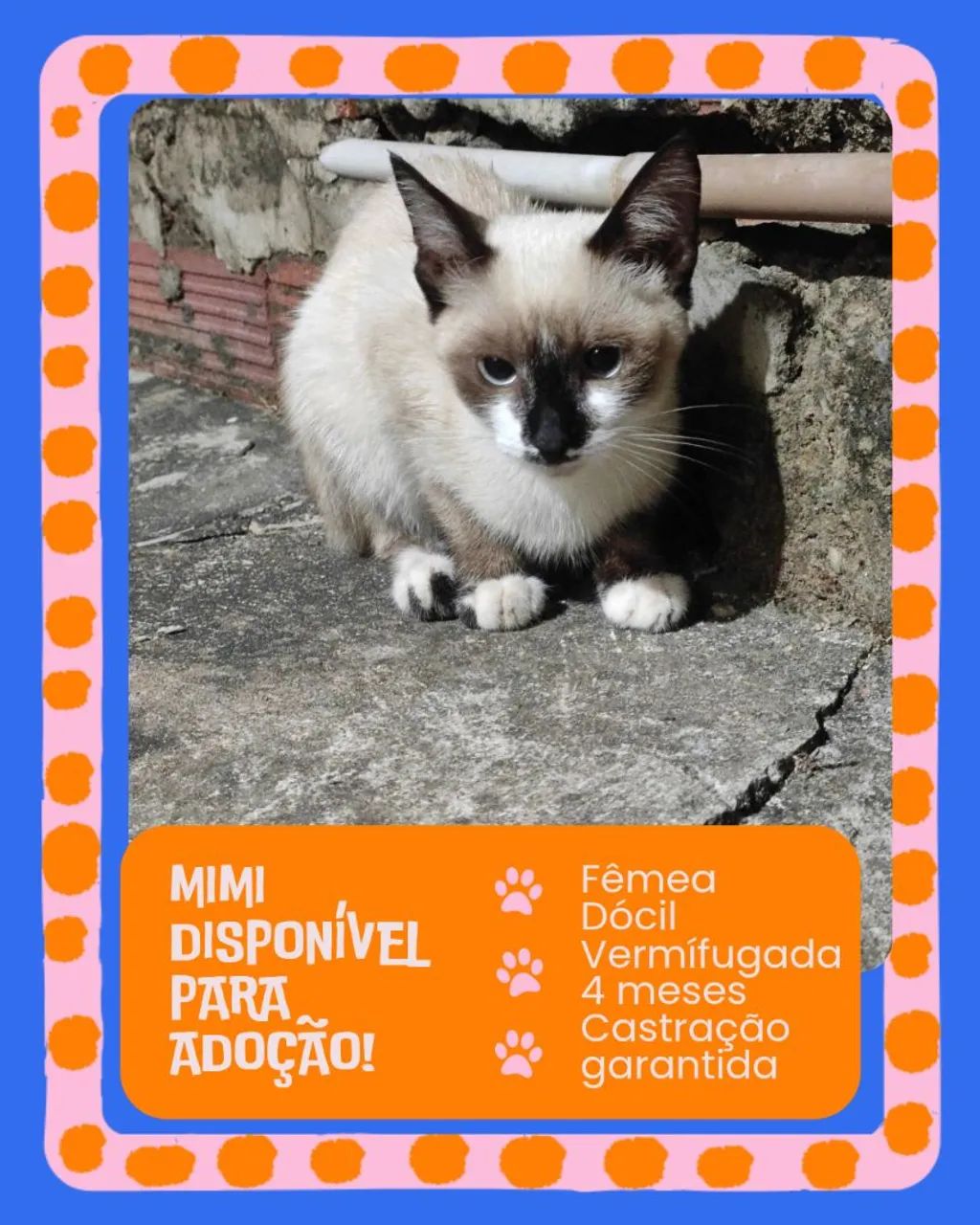 Gatinha para adoção responsável 