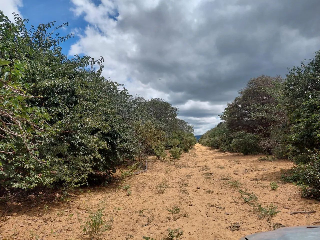 Fazenda em Ourolandia - Foto 3
