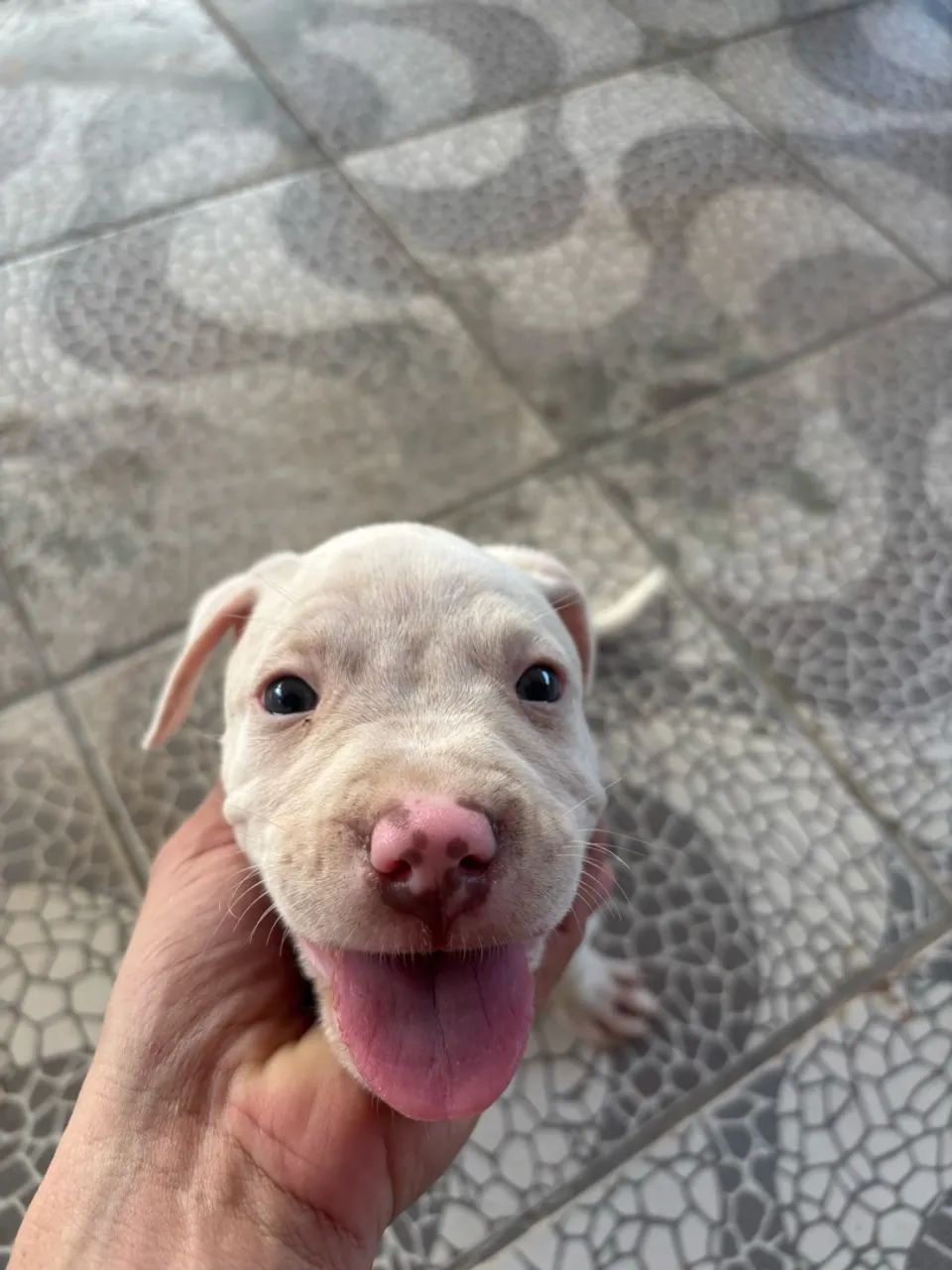 Vendo pitbull  - Foto 3