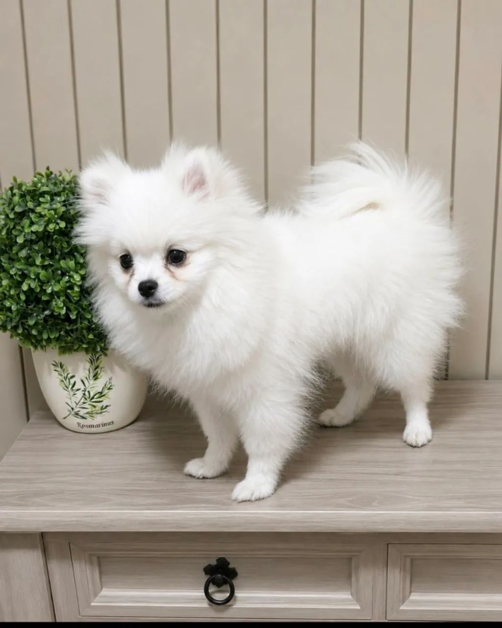 SPITZ ALEMÃO MACHO  - Foto 5