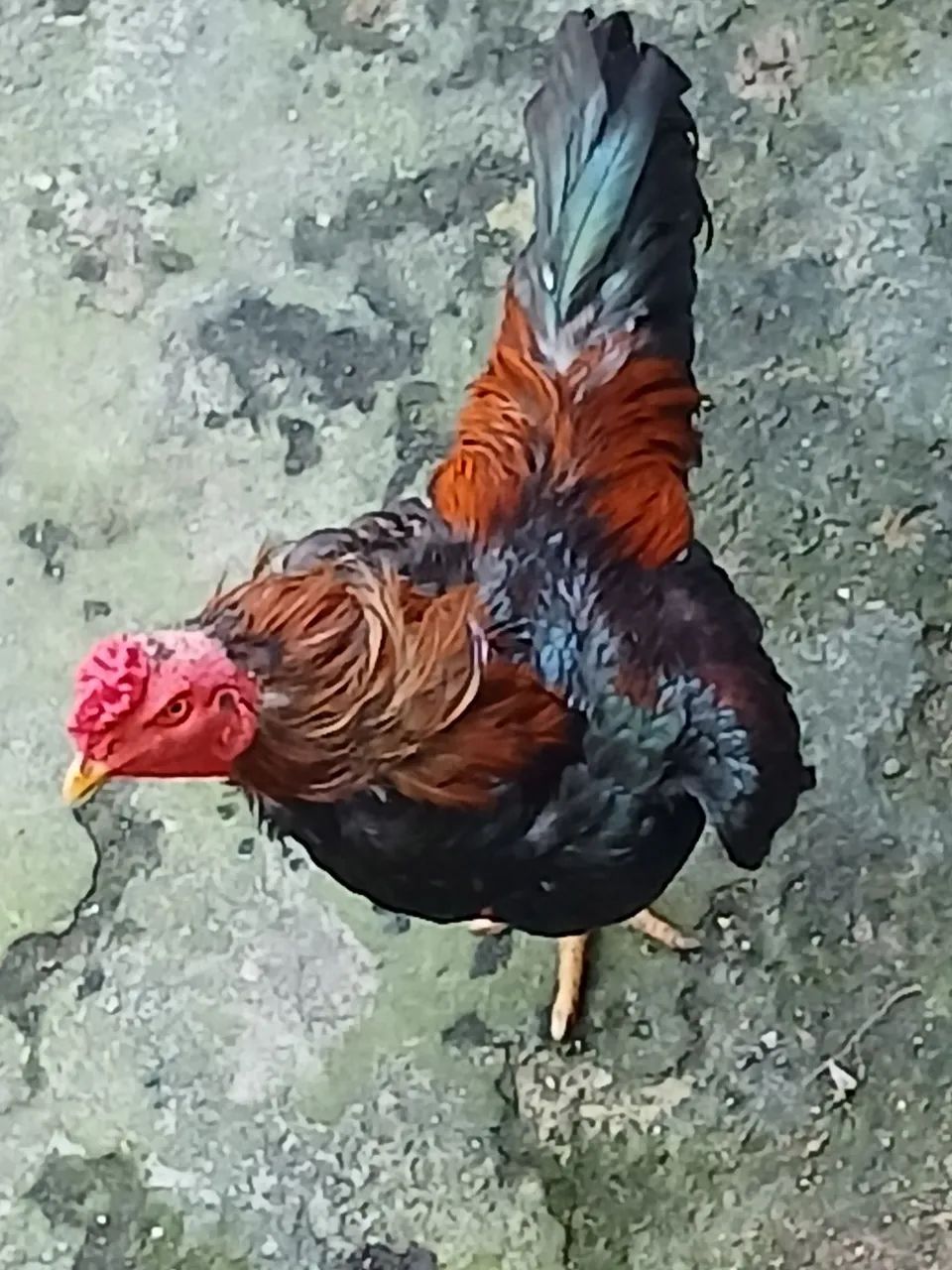 Galos de raça.  - Foto 2