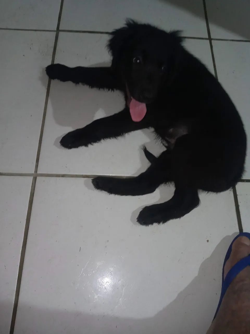 Cachorro labrador - Foto 2