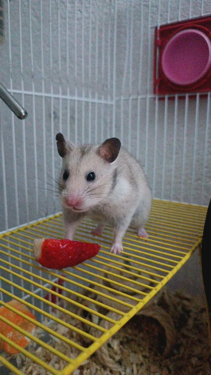 Hamster sírio com kit completo