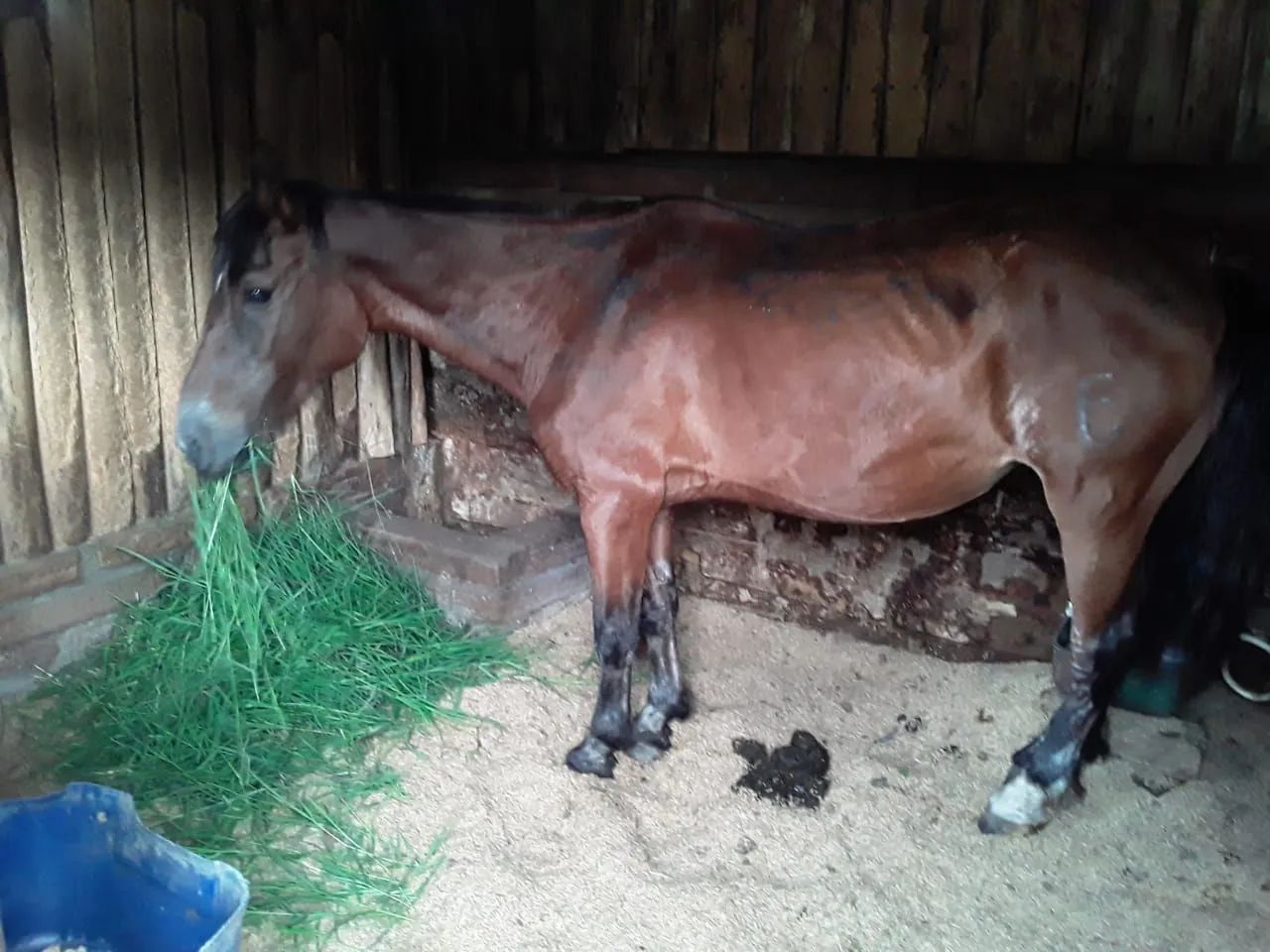 Vendo egua  - Foto 2