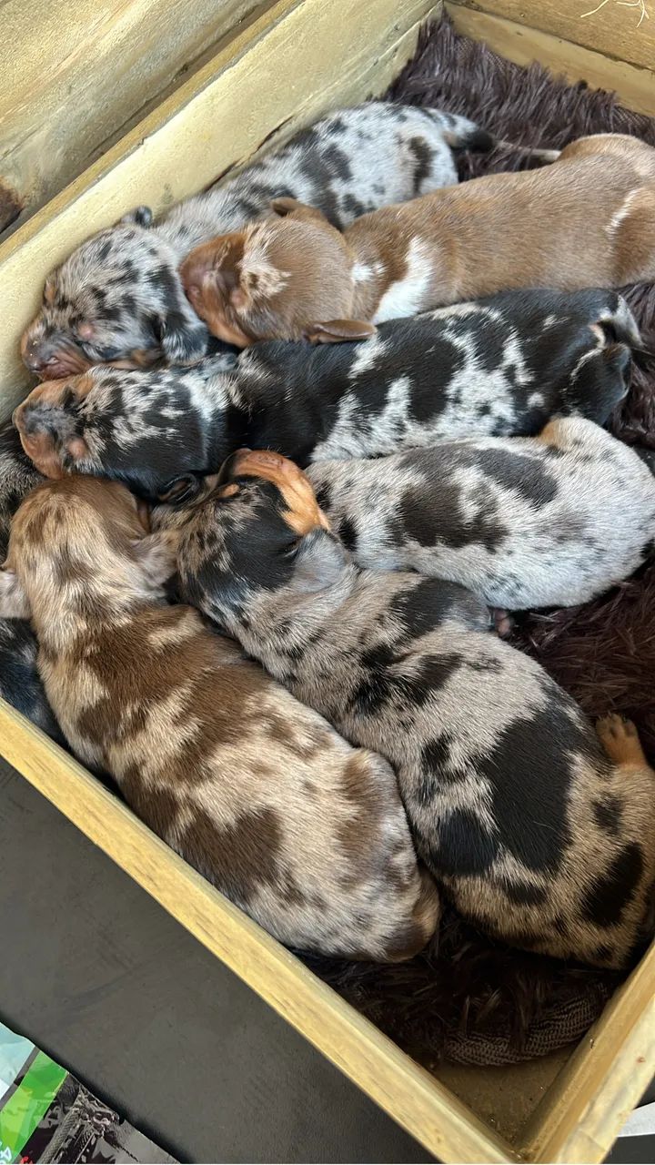 Dachshund Basset salsicha Teckel linguicinha - Foto 3