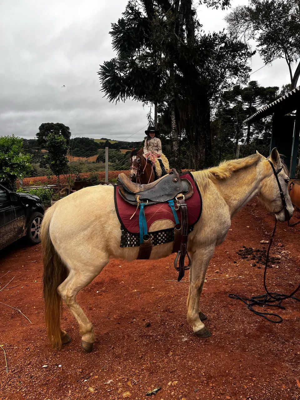 Vende se duas éguas  - Foto 4