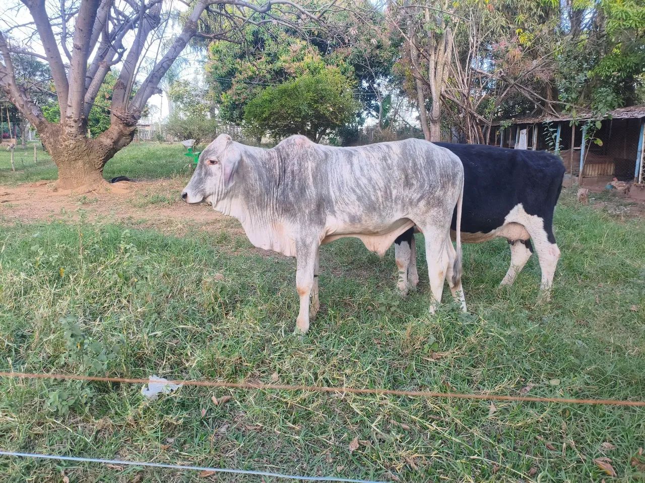 Bezerro  - Foto 2