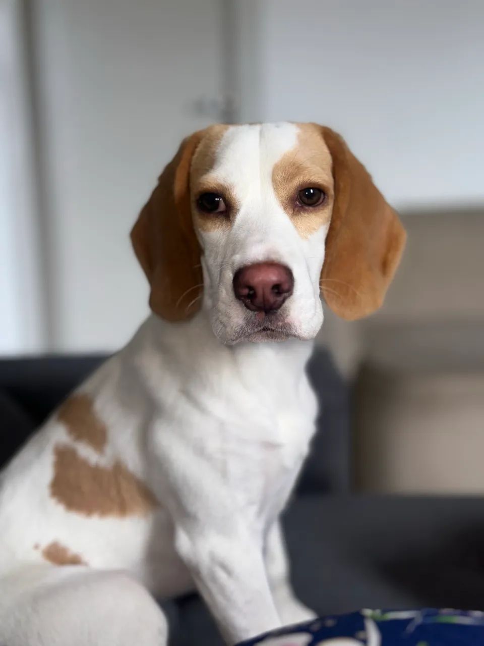 Vende-se Beagle - Foto 3