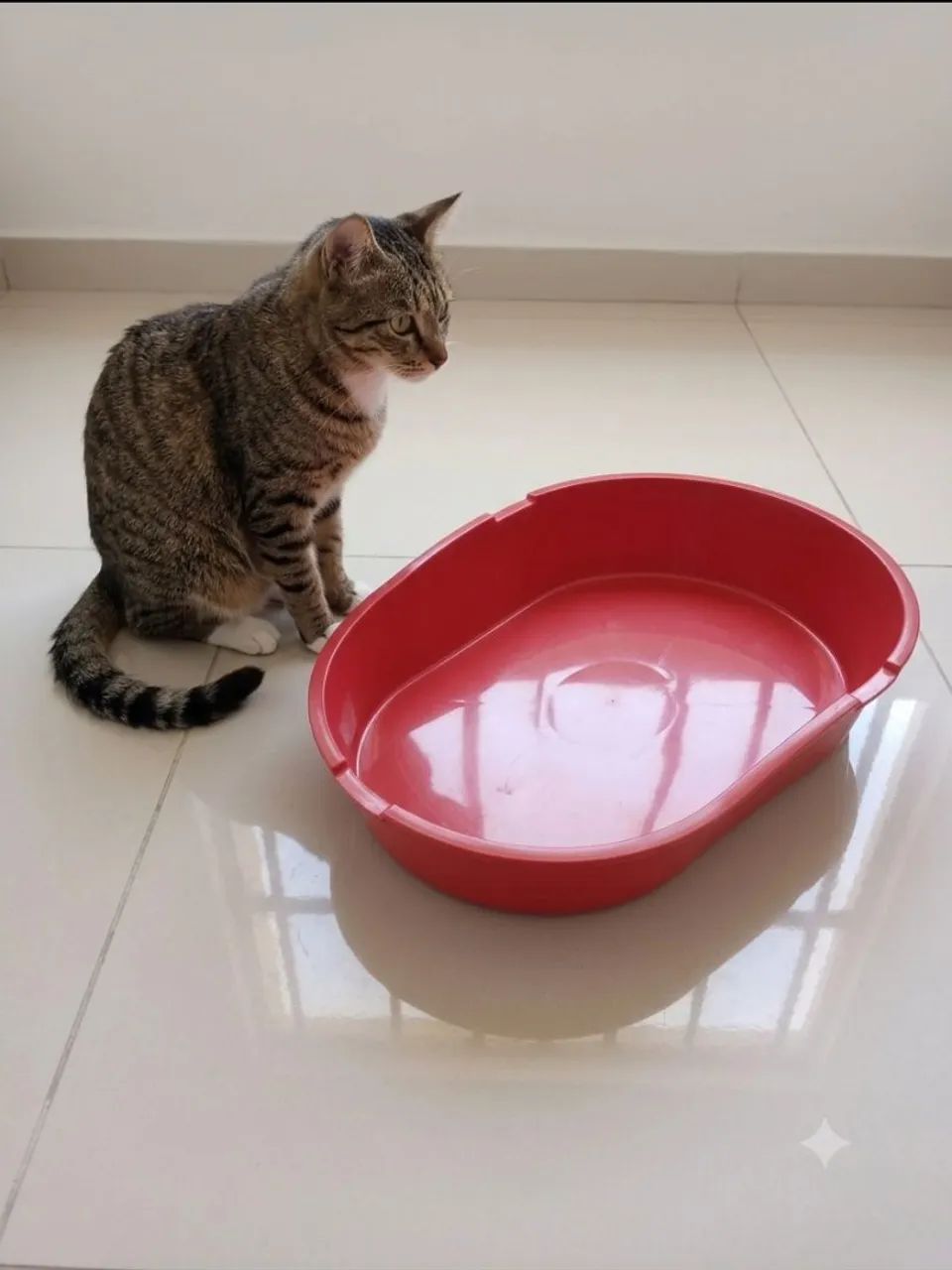 Bandeja higiênica para gatos