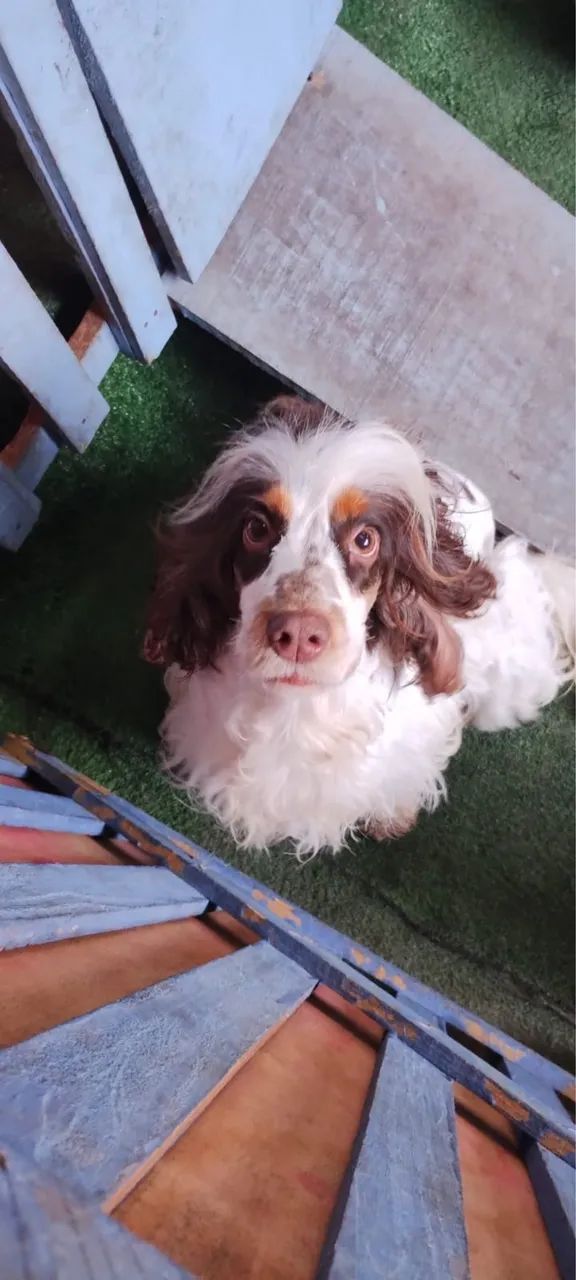 Cocker spaniel fêmea  - Foto 4