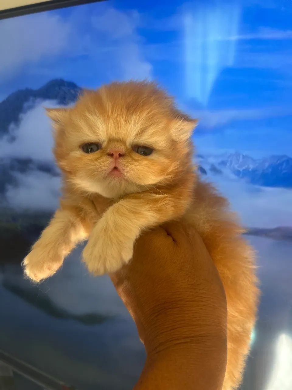 Gato persa - Foto 2