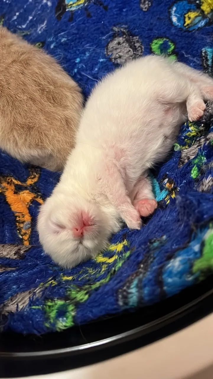 Gato persa - Foto 4