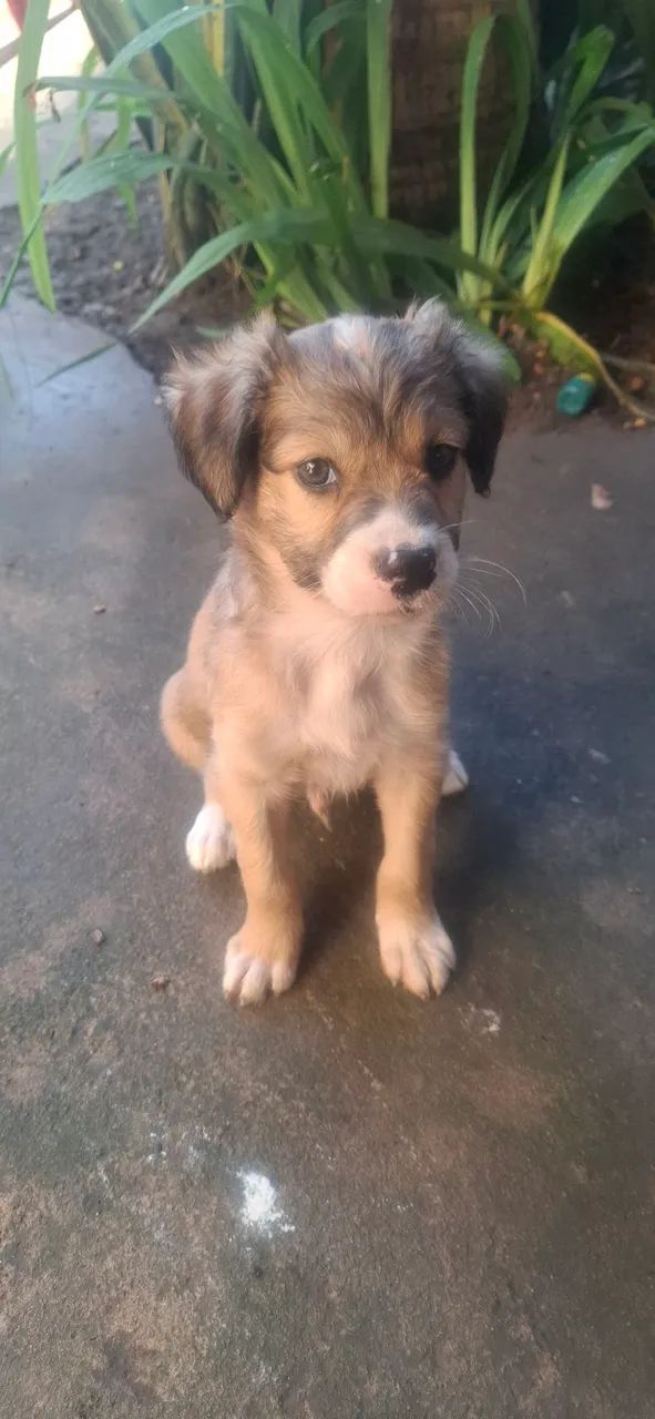 Cachorros pra adoção. 